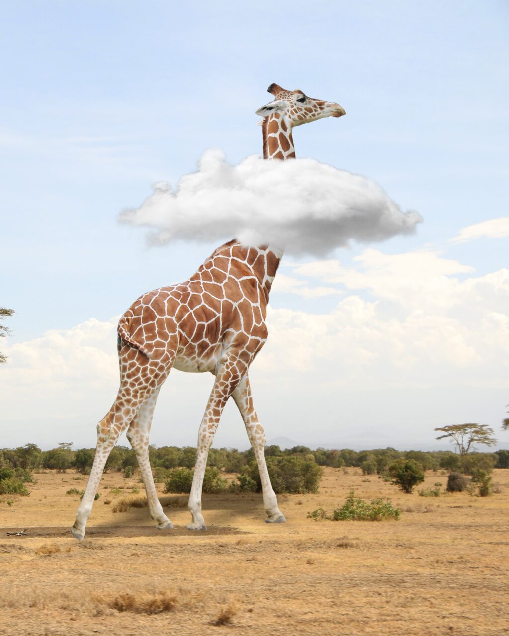 giraffe-5128394_1920